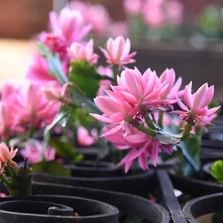 Mayor De Migueloa 2* La Guardia