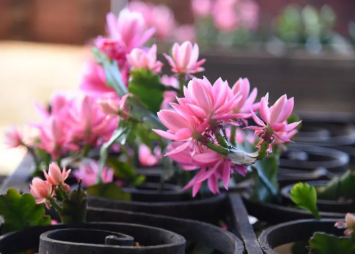 Mayor De Migueloa 2* La Guardia